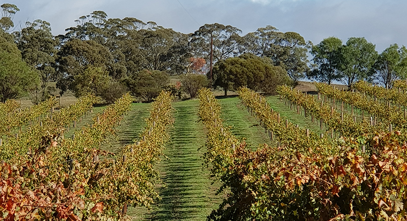 Garden and Field vineyard